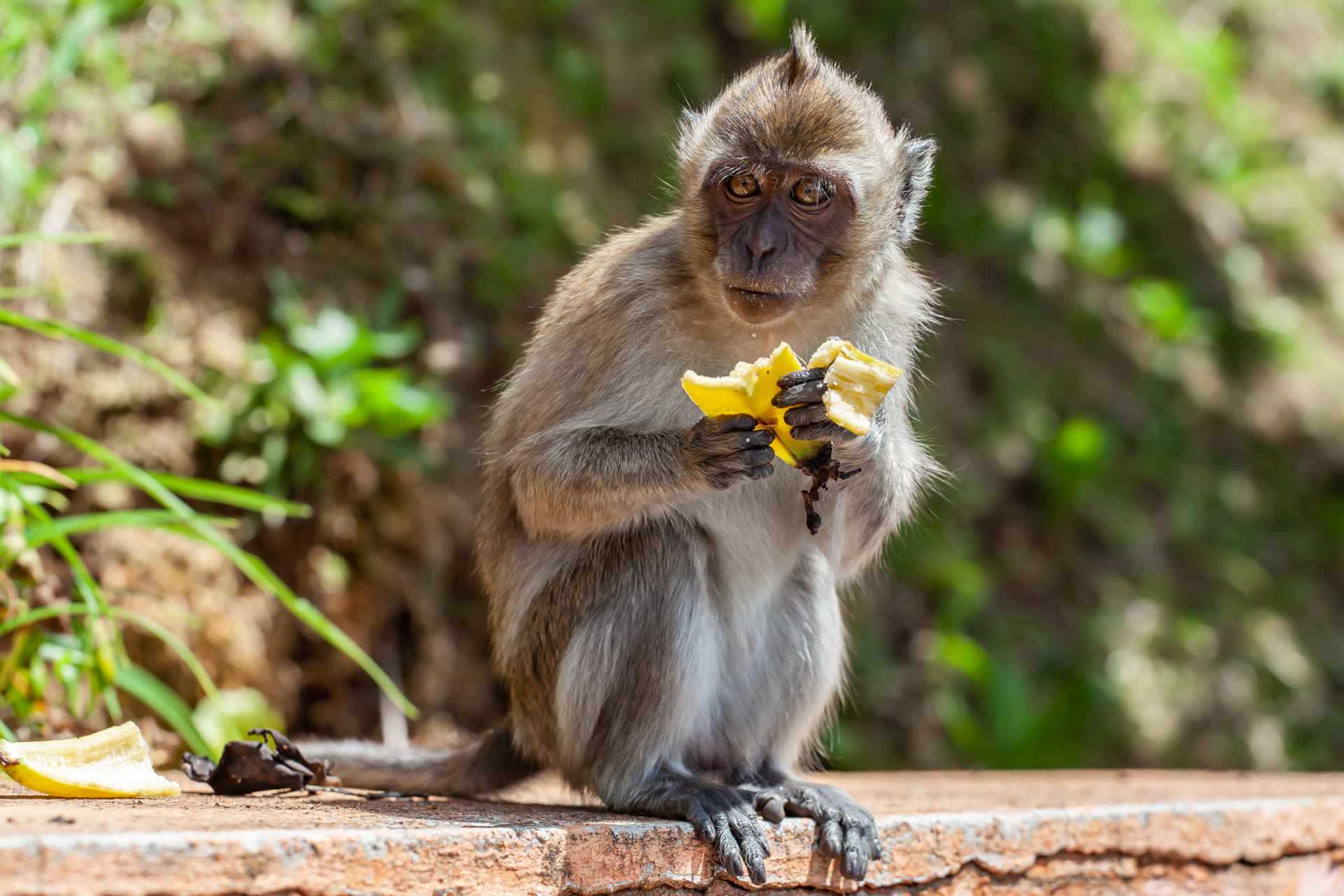 Macaque dans la for&ecirc;t mauricienne
